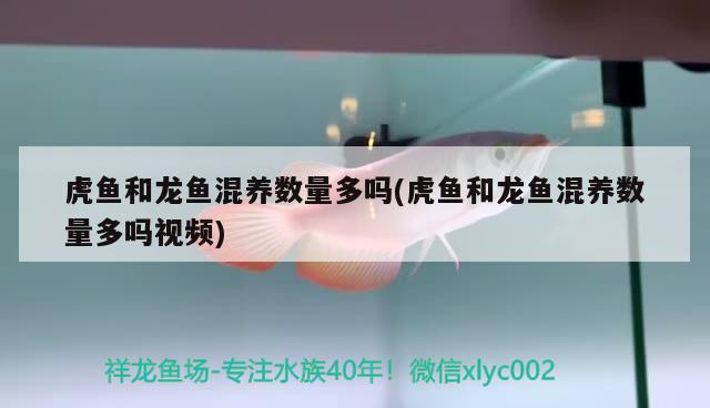 斑马狗头和雷龙鱼哪个好养一点(雷龙鱼和斑马鱼混养) 斑马狗头鱼