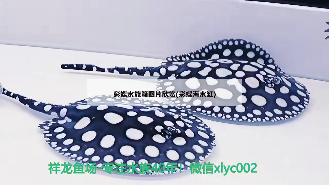 彩蝶水族箱图片欣赏(彩蝶海水缸) 鱼缸/水族箱