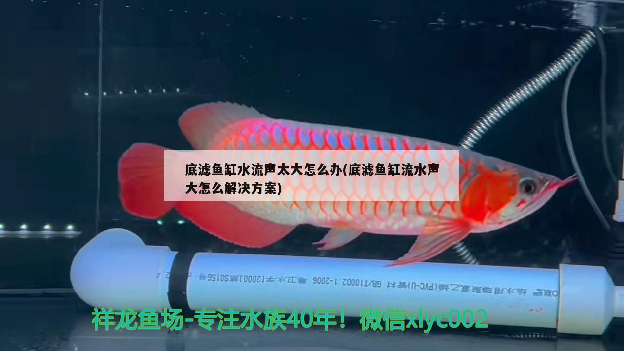 底滤鱼缸水流声太大怎么办(底滤鱼缸流水声大怎么解决方案) 白子红龙鱼