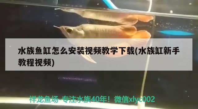 水族鱼缸怎么安装视频教学下载(水族缸新手教程视频)