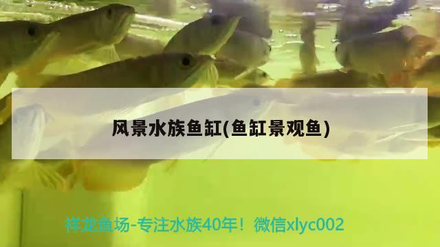 锦鲤鱼缸水发绿怎么解决（锦鲤鱼缸绿水变清小窍门） 水族展会