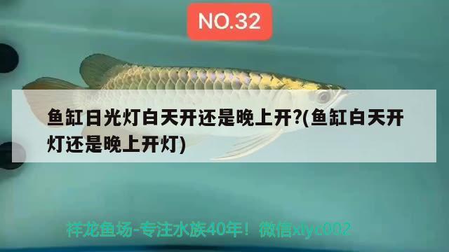 鱼缸日光灯白天开还是晚上开?(鱼缸白天开灯还是晚上开灯) 硝化细菌