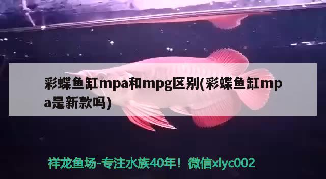 彩蝶鱼缸mpa和mpg区别(彩蝶鱼缸mpa是新款吗)