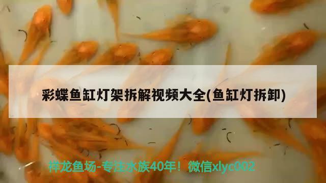 彩蝶鱼缸灯架拆解视频大全(鱼缸灯拆卸) 双线侧鱼