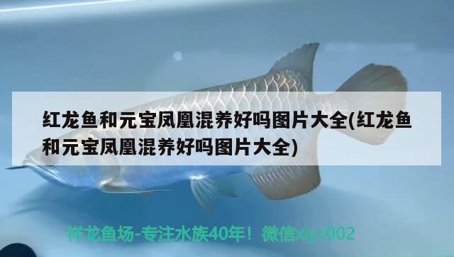 红龙鱼和元宝凤凰混养好吗图片大全(红龙鱼和元宝凤凰混养好吗图片大全)