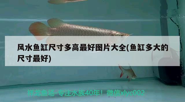 鱼缸臭氧消毒多久一次（臭氧消毒鱼缸需要遮挡吗） 帝王血钻 第2张