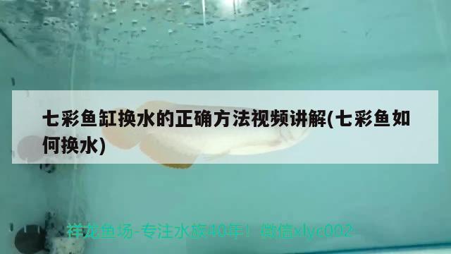 七彩鱼缸换水的正确方法视频讲解(七彩鱼如何换水) 巴西亚鱼