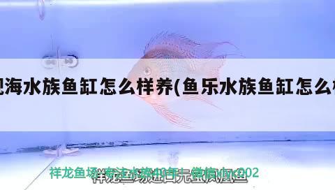 观海水族鱼缸怎么样养(鱼乐水族鱼缸怎么样) 一眉道人鱼苗