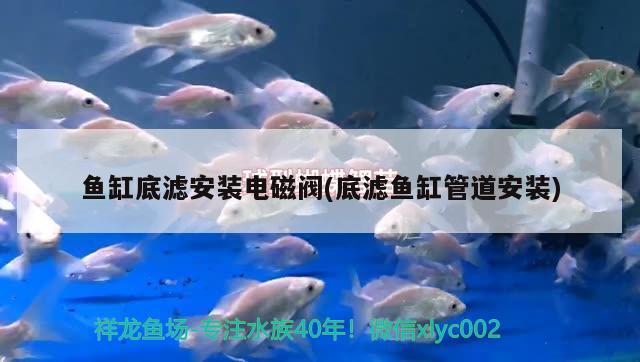 鱼缸底滤安装电磁阀(底滤鱼缸管道安装) 观赏鱼水族批发市场