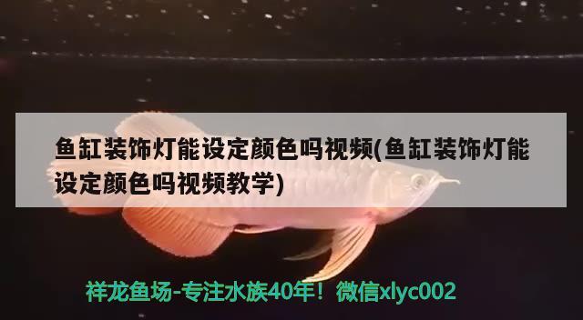 鱼缸装饰灯能设定颜色吗视频(鱼缸装饰灯能设定颜色吗视频教学)