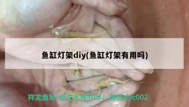 鱼缸灯架diy(鱼缸灯架有用吗) 财神鹦鹉鱼