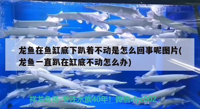 龙鱼在鱼缸底下趴着不动是怎么回事呢图片(龙鱼一直趴在缸底不动怎么办)