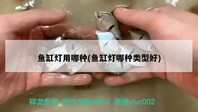 鱼缸灯用哪种(鱼缸灯哪种类型好) 麦肯斯银版鱼