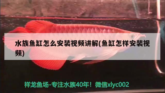 水族鱼缸怎么安装视频讲解(鱼缸怎样安装视频)