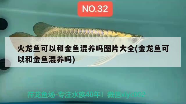 火龙鱼可以和金鱼混养吗图片大全(金龙鱼可以和金鱼混养吗) 黄金鸭嘴鱼