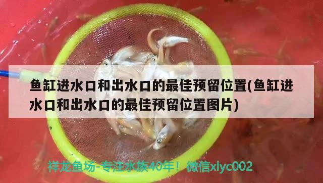 鱼缸进水口和出水口的最佳预留位置(鱼缸进水口和出水口的最佳预留位置图片) 印尼红龙鱼