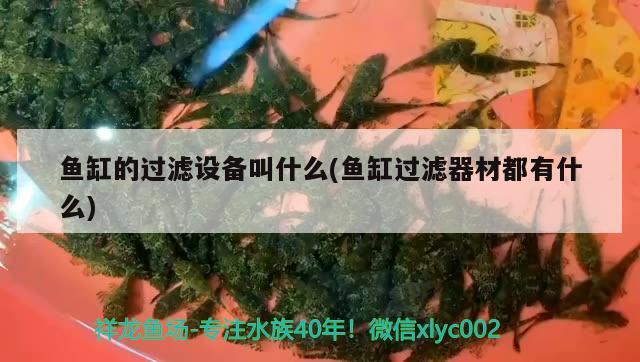 鱼料大全及价格（鱼料大全及价格图片） 红头利鱼 第1张