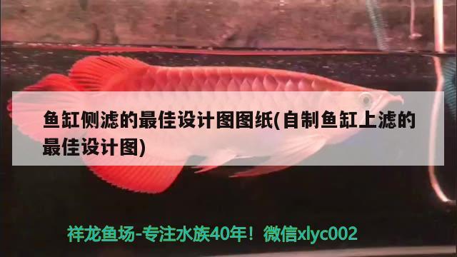 鱼缸侧滤的最佳设计图图纸(自制鱼缸上滤的最佳设计图) 稀有金龙鱼