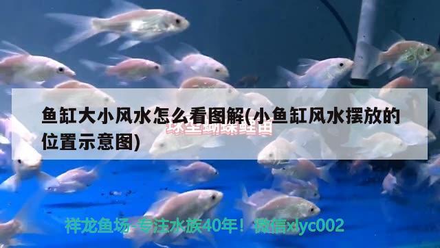 云溪区绿锦园林艺术店 全国水族馆企业名录