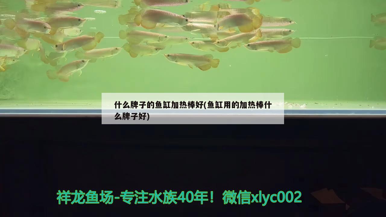 什么牌子的鱼缸加热棒好(鱼缸用的加热棒什么牌子好)