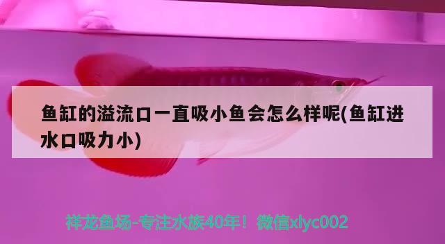 鱼缸的溢流口一直吸小鱼会怎么样呢(鱼缸进水口吸力小) 红魔王银版鱼