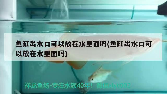 鱼缸出水口可以放在水里面吗(鱼缸出水口可以放在水里面吗) 红白锦鲤鱼 第1张