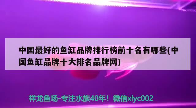 黑武士是什么车，最香的选择——爱车途锐黑武士提车记 观赏鱼 第3张