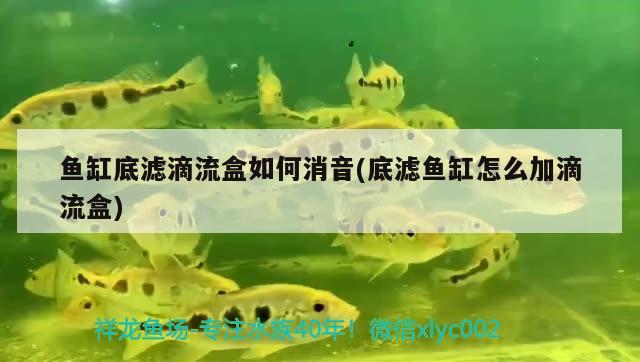 鱼缸底滤滴流盒如何消音(底滤鱼缸怎么加滴流盒)