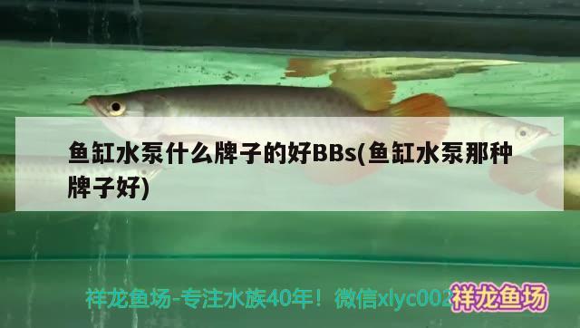 鱼缸水泵什么牌子的好BBs(鱼缸水泵那种牌子好)