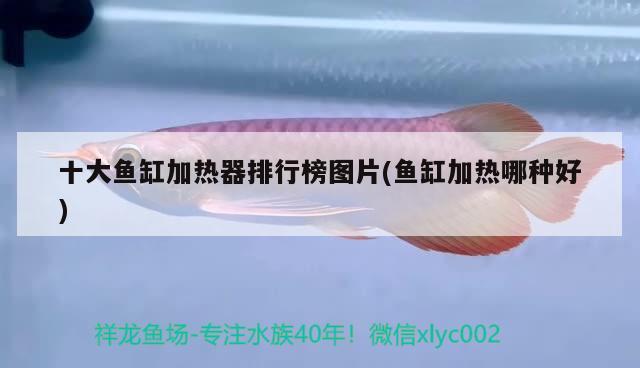 黑武士是什么车，最香的选择——爱车途锐黑武士提车记 观赏鱼 第2张