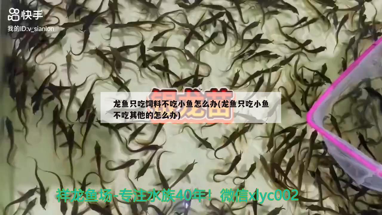 龙鱼只吃饲料不吃小鱼怎么办(龙鱼只吃小鱼不吃其他的怎么办)