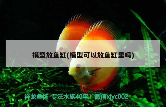 模型放鱼缸(模型可以放鱼缸里吗) 鱼缸等水族设备