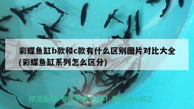 罗汉鱼和金龙鱼哪一种好养啊，什么罗汉鱼品种最好养 罗汉鱼 第3张