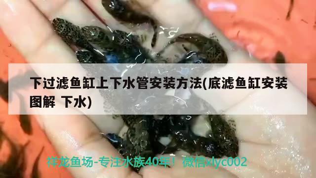 龙鱼在鱼缸里可以繁殖吗，龙鱼能吃么 养鱼的好处 第3张