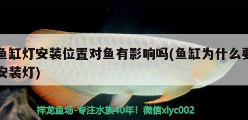 鱼缸灯安装位置对鱼有影响吗(鱼缸为什么要安装灯) 红老虎鱼