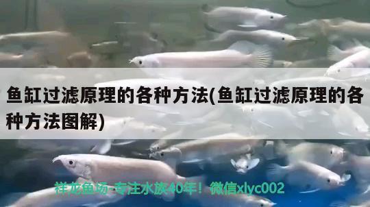 苏州水族批发市场在哪里进货便宜呢（宠物买卖网站哪个好） 观赏鱼水族批发市场 第3张