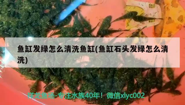 鱼缸发绿怎么清洗鱼缸(鱼缸石头发绿怎么清洗) 成吉思汗鲨（球鲨）鱼