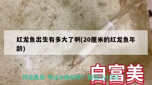 红龙鱼出生有多大了啊(20厘米的红龙鱼年龄) 福魟魟鱼