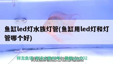 鱼缸led灯水族灯管(鱼缸用led灯和灯管哪个好) 图腾金龙鱼 第2张