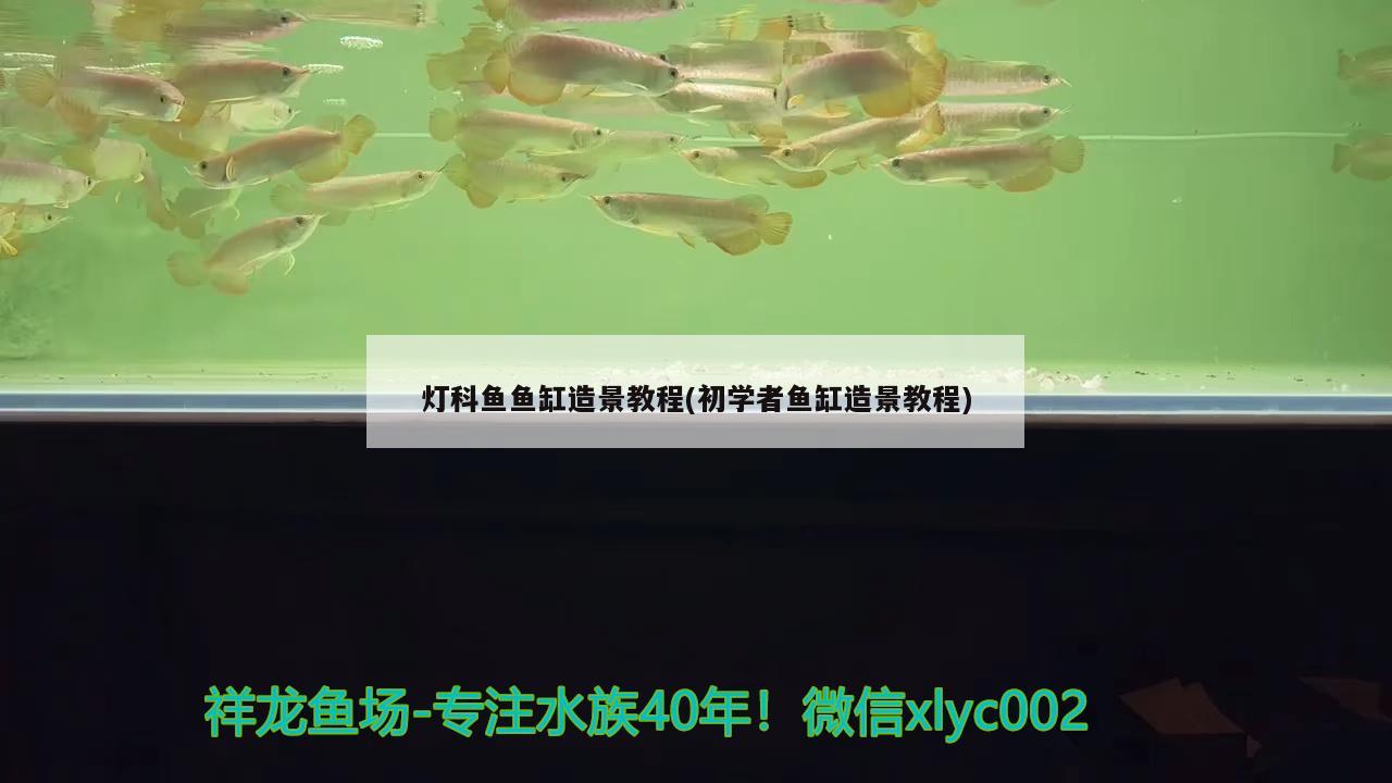 灯科鱼鱼缸造景教程(初学者鱼缸造景教程) 圣菲埃及鱼