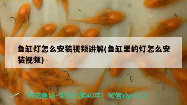 鱼缸灯怎么安装视频讲解(鱼缸里的灯怎么安装视频) 苏虎