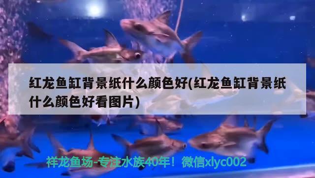 魟鱼尾巴被咬断了会死吗：鱼的尾巴有什么作用 观赏鱼 第3张