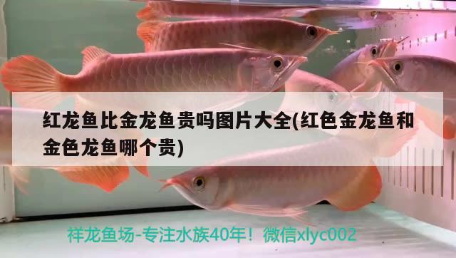 柳河县圣水镇高广清观赏鱼养殖场 全国水族馆企业名录 第3张