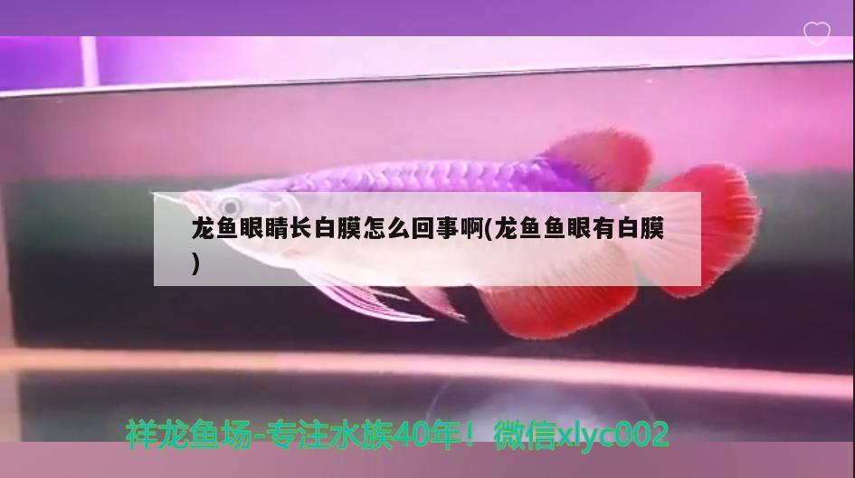 龙鱼眼睛长白膜怎么回事啊(龙鱼鱼眼有白膜)