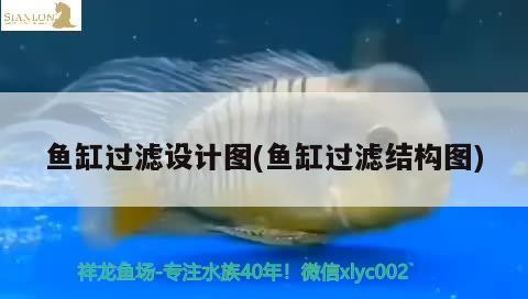 龙鱼掉眼怎么治？，龙鱼掉眼怎么办？ 孵化器 第3张