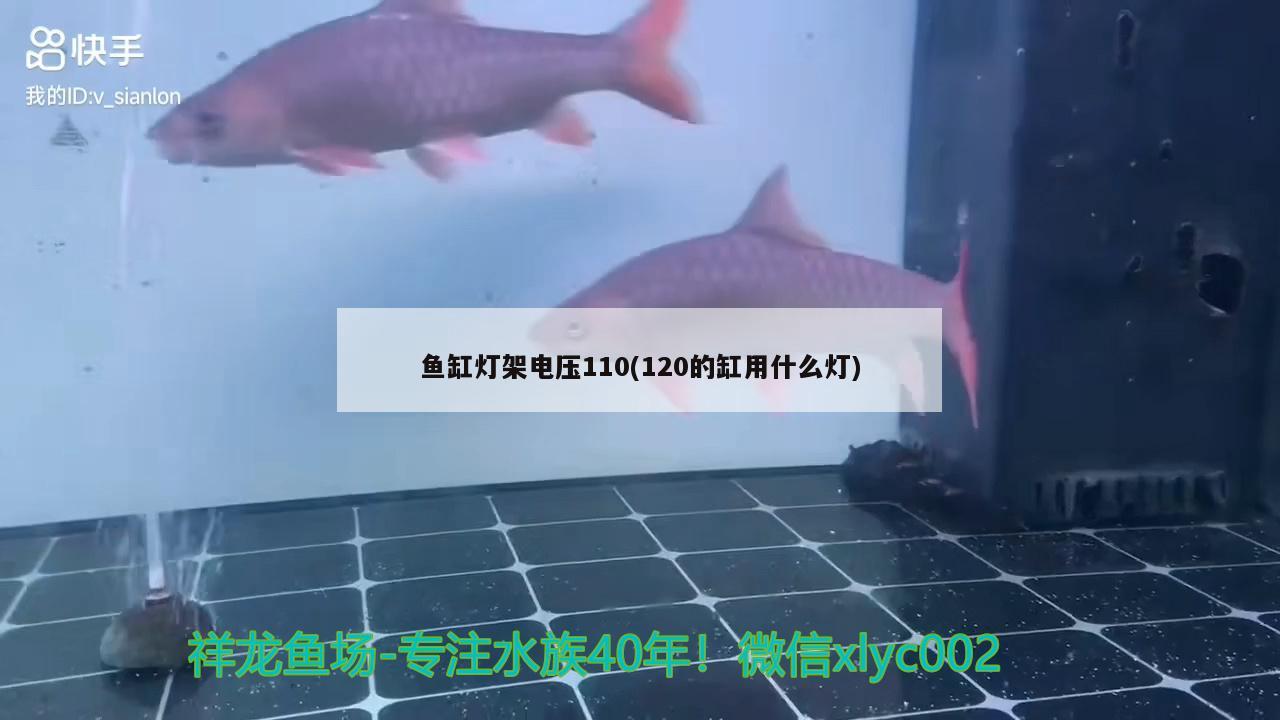 鱼缸灯架电压110(120的缸用什么灯) 赛级红龙鱼