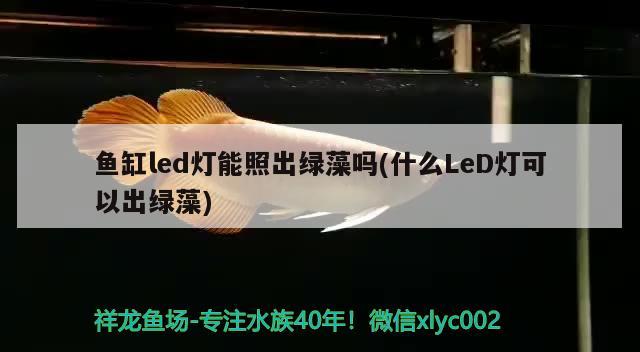 鱼缸led灯能照出绿藻吗(什么LeD灯可以出绿藻) 麦肯斯银版鱼