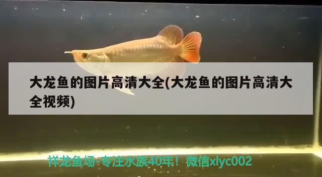 铜陵鱼缸哪里有卖的呀电话多少号铜陵鱼缸铜陵宠物店在线购买电话号码，铜陵鱼缸哪里有卖的呀 金龙福龙鱼 第3张