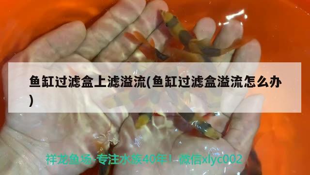 和静县赵琴鲜花店 全国水族馆企业名录 第2张