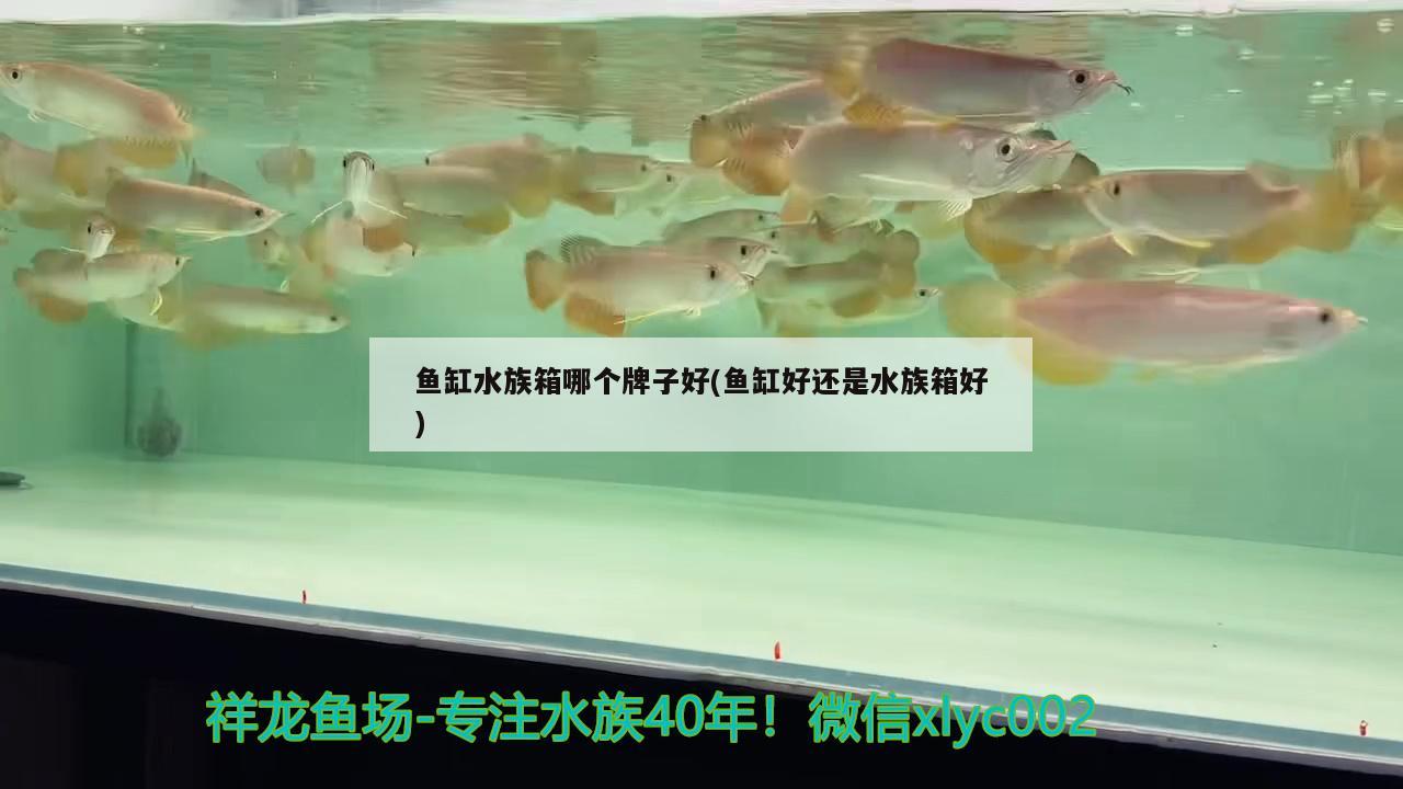 鱼缸水族箱哪个牌子好(鱼缸好还是水族箱好) 鱼缸/水族箱